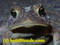 /home//u458753944/public_html/sourcegallery/////////////////////////Toads/P11/P1100069.JPG