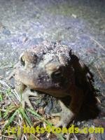 /home//u458753944/public_html/sourcegallery/////////////////////////Toads/P11/P1100074.JPG