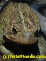 /home//u458753944/public_html/sourcegallery/////////////////////////Toads/P11/P1100176.JPG