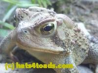 /home//u458753944/public_html/sourcegallery/////////////////////////Toads/P11/P1100179.JPG
