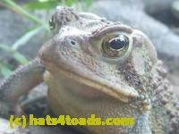 /home//u458753944/public_html/sourcegallery/////////////////////////Toads/P11/P1100181.JPG