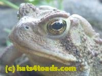 /home//u458753944/public_html/sourcegallery/////////////////////////Toads/P11/P1100183.JPG