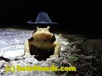 /home//u458753944/public_html/sourcegallery/////////////////////////Toads/P40/P4080399.JPG