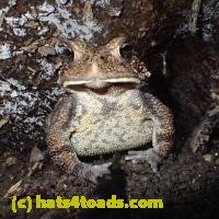 /home//u458753944/public_html/sourcegallery/////////////////////////Toads/P91/P9160775.JPG