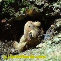 /home//u458753944/public_html/sourcegallery////////////////////////Toads/P06/PA060107.JPG