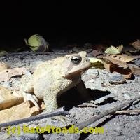 /home//u458753944/public_html/sourcegallery////////////////////////Toads/P06/PA070141.JPG