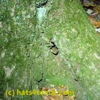 /home//u458753944/public_html/sourcegallery////////////////////////Toads/P06/PA070147.JPG