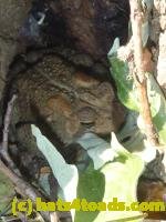 /home//u458753944/public_html/sourcegallery////////////////////////Toads/P11/P1100331.JPG