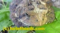 /home//u458753944/public_html/sourcegallery////////////////////////Toads/P11/P1120772.JPG