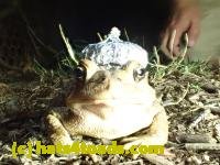 /home//u458753944/public_html/sourcegallery///////////////////////Toads/P42/P4220104.JPG