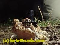 /home//u458753944/public_html/sourcegallery///////////////////////Toads/P42/P4220108.JPG