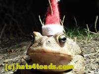 /home//u458753944/public_html/sourcegallery///////////////////////Toads/P42/P4220114.JPG
