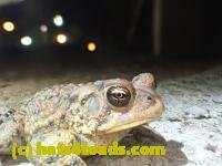 /home//u458753944/public_html/sourcegallery///////////////////////Toads/P42/P4280758.JPG