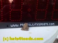 /home//u458753944/public_html/sourcegallery///////////////////////Toads/P42/P4290769.JPG