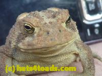 /home//u458753944/public_html/sourcegallery//////////////////////Toads/P10/P1070301.JPG