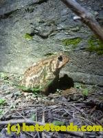 /home//u458753944/public_html/sourcegallery//////////////////////Toads/P11/P1120186.JPG