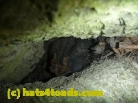 /home//u458753944/public_html/sourcegallery//////////////////////Toads/P11/P1120462.JPG