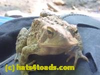 /home//u458753944/public_html/sourcegallery//////////////////////Toads/P11/P1120592.JPG
