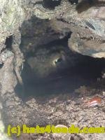 /home//u458753944/public_html/sourcegallery//////////////////////Toads/P11/P1120745.JPG