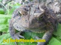 /home//u458753944/public_html/sourcegallery//////////////////////Toads/P11/P1120761.JPG