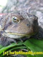 /home//u458753944/public_html/sourcegallery//////////////////////Toads/P11/P1120771.JPG