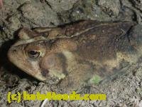 /home//u458753944/public_html/sourcegallery//////////////////////Toads/P11/P1120791.JPG