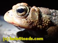 /home//u458753944/public_html/sourcegallery//////////////////////Toads/P41/P4110050.JPG