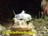 /home//u458753944/public_html/sourcegallery//////////////////////Toads/P42/P4220106.JPG