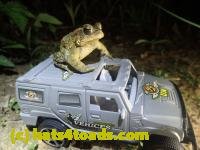 /home//u458753944/public_html/sourcegallery//////////////////////Toads/P42/P4280747.JPG