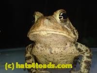 /home//u458753944/public_html/sourcegallery//////////////////////Toads/P42/P4280755.JPG