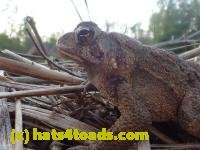 /home//u458753944/public_html/sourcegallery//////////////////////Toads/P42/P4290767.JPG