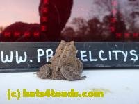 /home//u458753944/public_html/sourcegallery//////////////////////Toads/P42/P4290768.JPG