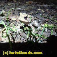 /home//u458753944/public_html/sourcegallery//////////////////////Toads/P62/P6220181.JPG