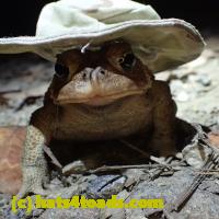 /home//u458753944/public_html/sourcegallery///////////////////Toads/P06/PA060122.JPG