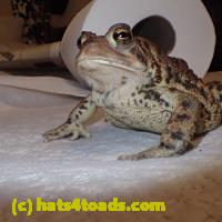 /home//u458753944/public_html/sourcegallery///////////////////Toads/P51/P5100429.JPG