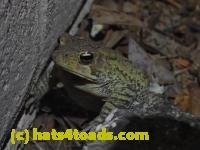 /home//u458753944/public_html/sourcegallery///////////////////Toads/P92/P9240285.JPG