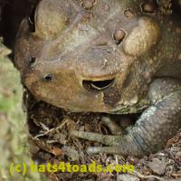 /home//u458753944/public_html/sourcegallery//////////////////Toads/P06/PA070125.JPG