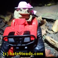 /home//u458753944/public_html/sourcegallery//////////////////Toads/P06/PA070144.JPG