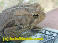 /home//u458753944/public_html/sourcegallery//////////////////Toads/P10/P1070317.JPG