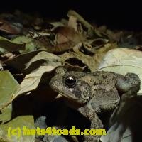 /home//u458753944/public_html/sourcegallery//////////////////Toads/P92/P9270073.JPG