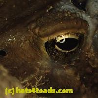 /home//u458753944/public_html/sourcegallery//////////////////Toads/P92/P9290084.JPG