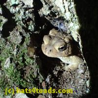 /home//u458753944/public_html/sourcegallery/////////////////Toads/P06/PA060105.JPG
