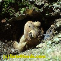 /home//u458753944/public_html/sourcegallery/////////////////Toads/P06/PA060107.JPG