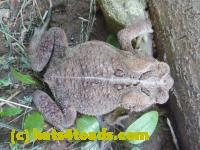 /home//u458753944/public_html/sourcegallery/////////////////Toads/P10/P1070297.JPG