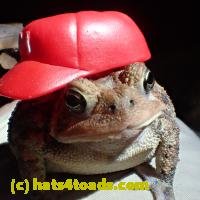 /home//u458753944/public_html/sourcegallery////////////////Best/mario.JPG