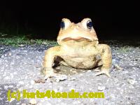 /home//u458753944/public_html/sourcegallery////////////////Toads/P41/P4130421.JPG