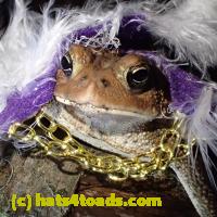 /home//u458753944/public_html/sourcegallery///////////////Toads/P60/P6050678.JPG