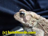 /home//u458753944/public_html/sourcegallery///////////////Toads/P70/P7040853.JPG