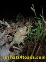 /home//u458753944/public_html/sourcegallery///////////////Toads/P80/P8030991.JPG
