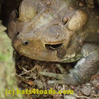 /home//u458753944/public_html/sourcegallery//////////////Toads/P06/PA070124.JPG